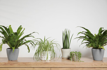 Green houseplants in pots on wooden table near white wall