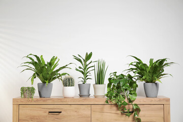 Green houseplants in pots on wooden chest of drawers near white wall