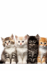 Group of purebred cats isolated on white background. training, education and discipline. pet portrait.