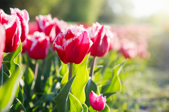Beautiful pink tulip flowers growing in field on sunny day, closeup. Space for text - Powered by Adobe