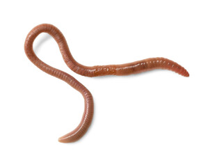 One earthworm isolated on white, top view. Terrestrial invertebrates