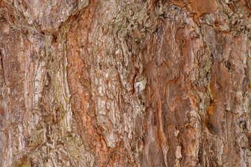 Tree Trunk Background