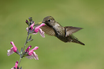 Hummingbird sipping nectar from some pink flowers.