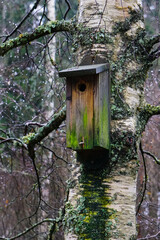 Wooden birdhouse on a mossy birch tree