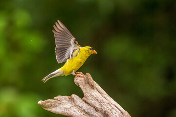 Male Goldfinch finds a perch in summer