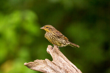 robin on a branch