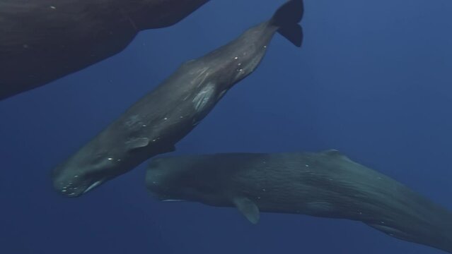 Band of sperm whales swims freely near surface of ocean. Sperm whales are celebrated for their communicative abilities. Their exceptional mannerisms enable them to connect and endure in ocean.