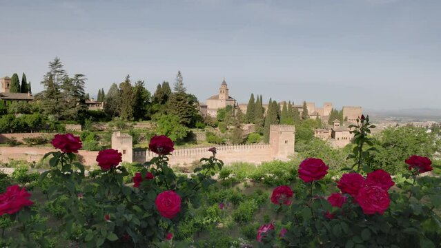 a view of red roses in the lower garden of the generalife section of the ancient palace-fortress alhambra at grenada, spain