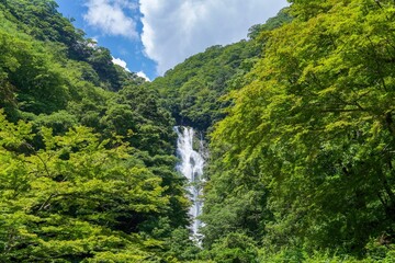 Fototapeta na wymiar 青空バックに見る新緑に包まれた神庭の滝の情景