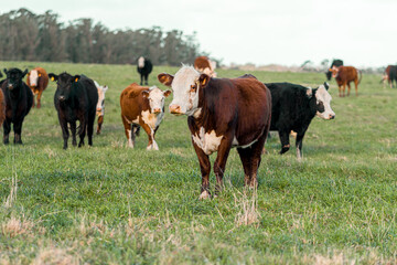 Fototapeta na wymiar Cow in a Field in Uruguay