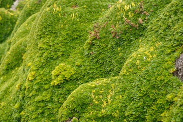 bellezza della natura