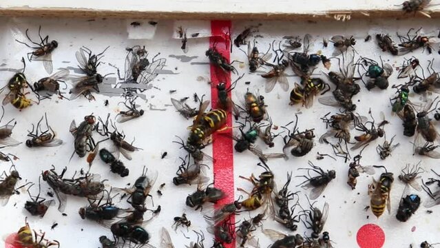 An adult wasp eats flies in order to accumulate its larvae later. Wasp power supply.