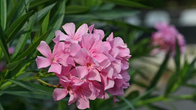 pink oleander bush