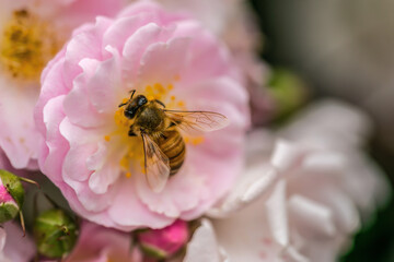 bee on a flower