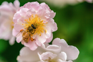 Obraz premium bee on flower