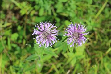 Two wild bergamot blooms at Somme Prairie Nature Preserve in Northbrook, Illinois