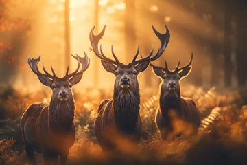 Foto op Plexiglas Red Deers in morning Sun © artfisss