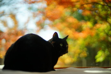 紅葉を背景にくつろぐ黒猫