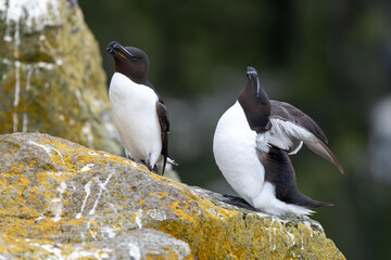 Two razorbills standing on the cliff