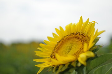 ひまわり　sunflower