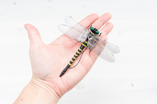 Anotogaster Sieboldii