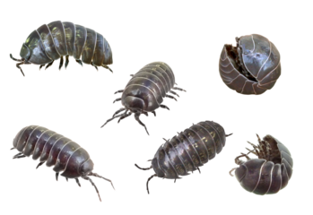 ダンゴムシのいろんな姿