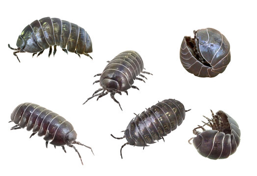 ダンゴムシのいろんな姿