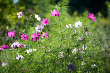 Garden cosmos bipinnatus flowers closeup selective focus
