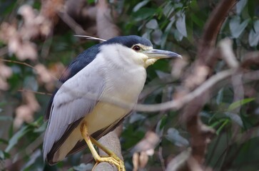 Goisagi, Black-crowned night heron (Nycticorax nycticorax), Birds classified in the order Pelicans, family Egretidae, genus of of herons