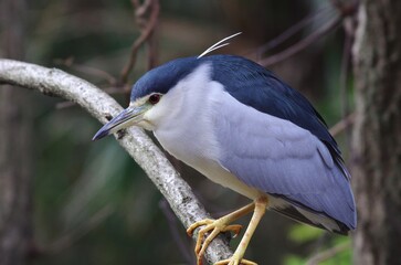 Goisagi, Black-crowned night heron (Nycticorax nycticorax), Birds classified in the order Pelicans, family Egretidae, genus of of herons