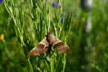 Pachysphinx Modesta, the Modest Sphinx moth hanging out in the flower garden.