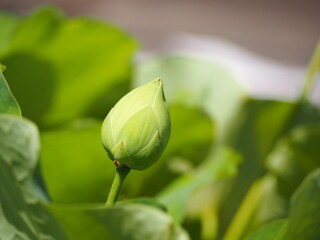 夏の花　ハス　慮山白蓮　ろざんびゃくれん