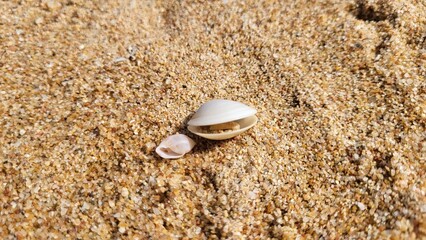 Beautiful seashells on a sandy beach.