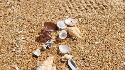 Beautiful seashells on a sandy beach.