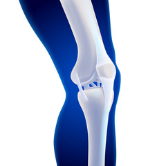 3D illustration of the inner knee bone showing the ligaments attached to the bone. Medical, educational, scientific and commercial use.