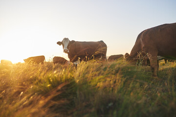Cows, sunset and farm for dairy agriculture, meat and beef industry in countryside field, land and...