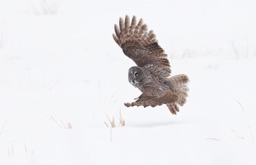 great gray owl taking off from a snow covered field