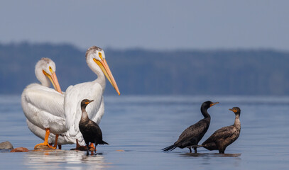 pelicans and cormorants on a small island