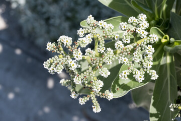Beautiful Silvery Messerschmidia (Heliotropium foertherianum) flowers.