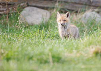 red fox kit in the grass