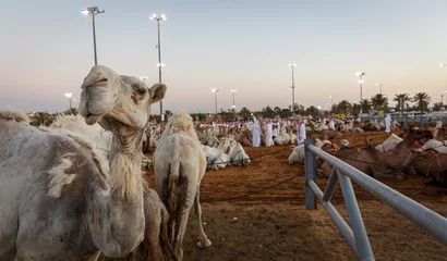 Zelfklevend Fotobehang livestock of camels at the camel market of buraydah in saudi arabia © SELIMBT