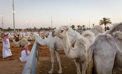 Fotobehang livestock of camels at the camel market of buraydah in saudi arabia © SELIMBT