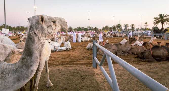 livestock of camels at the camel market of buraydah in saudi arabia