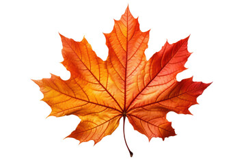 Obraz premium Autumn maple leaf isolated on white transparent, Fall season, PNG
