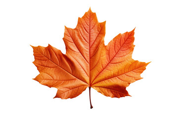Naklejka na ściany i meble Autumn maple leaf isolated on white transparent, Fall season, PNG