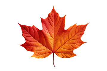 Obraz premium Autumn maple leaf isolated on white transparent, Fall season, PNG