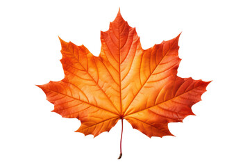Obraz premium Autumn maple leaf isolated on white transparent, Fall season, PNG