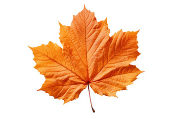 Autumn maple leaf isolated on white transparent, Fall season, PNG