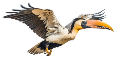 A Great hornbill Flying on a white background. Generative Ai