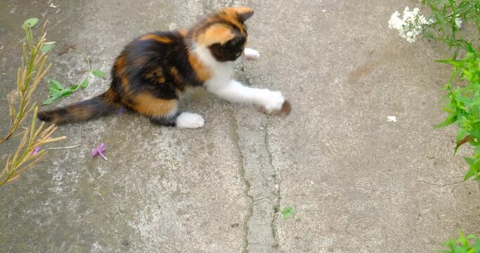a little kitten is playing with a mouse
